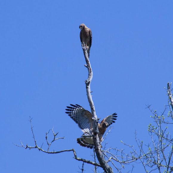 Spotting Image 1