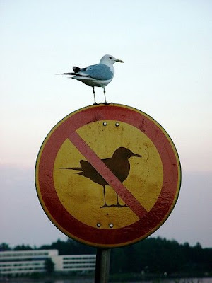 http://lh3.ggpht.com/31mavis/R1jA8jfgH0I/AAAAAAAAAD4/kwmlsUTh7tQ/s400/bird.jpg