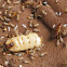 Termites