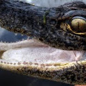 american alligator