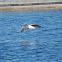 European Herring Gull