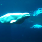 Beluga whale