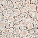 Ochrolechia parella