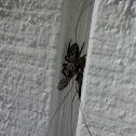 Jumping spider