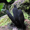 Dead Man's Fingers