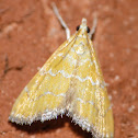 White-roped glaphyria