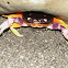 Land Crab