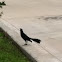 Grackle