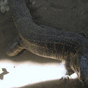 Colombian Tegu