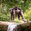 Chimpanzee