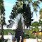 Traveller's Palm