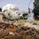 Grey Seal