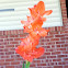Gladiolus