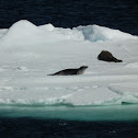 Crabeater Seal