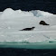 Crabeater Seal