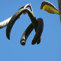 Frangipani seed pods