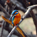 Common KingFisher