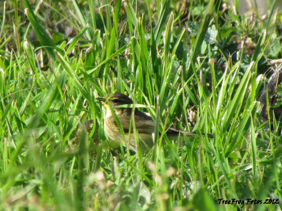 Spotting Image 1