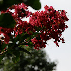Crape Myrtle