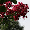 Crape Myrtle