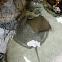 Cownose Ray