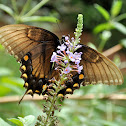 Eastern Tiger Swallowtail (Dark Morph)