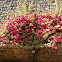 Bougainvillea