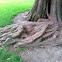 Dawn redwood