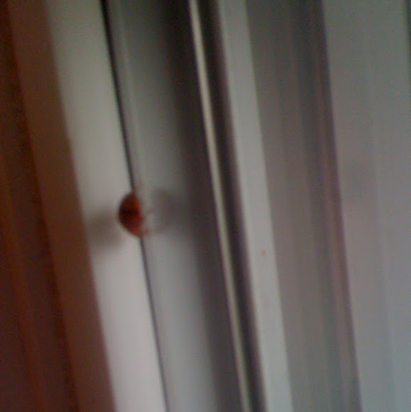 Spotting Image 1