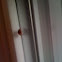 Lady Bug