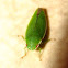 Planthopper, Fulgoromorfo