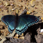 Red-spotted purple