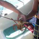 Caribbean Spiny Lobster