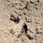 Fire ant