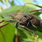 Fruit-tree Root Weevil