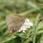 Ringlet