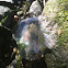 Red-eye Jellyfish