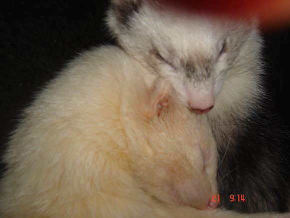 Spotting Image 1