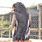 Bateleur Eagle