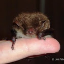 Daubenton Bat
