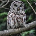 Barred owl