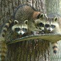 Common Raccoon