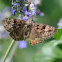 Horace's Duskywing