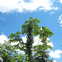 Cecropia