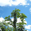 Cecropia
