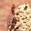 Two-lined Dragon