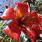 Red Silk Cotton Tree