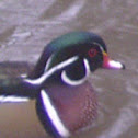 Wood Duck