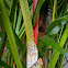 Sealing Wax Palm