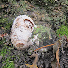 Fungus?